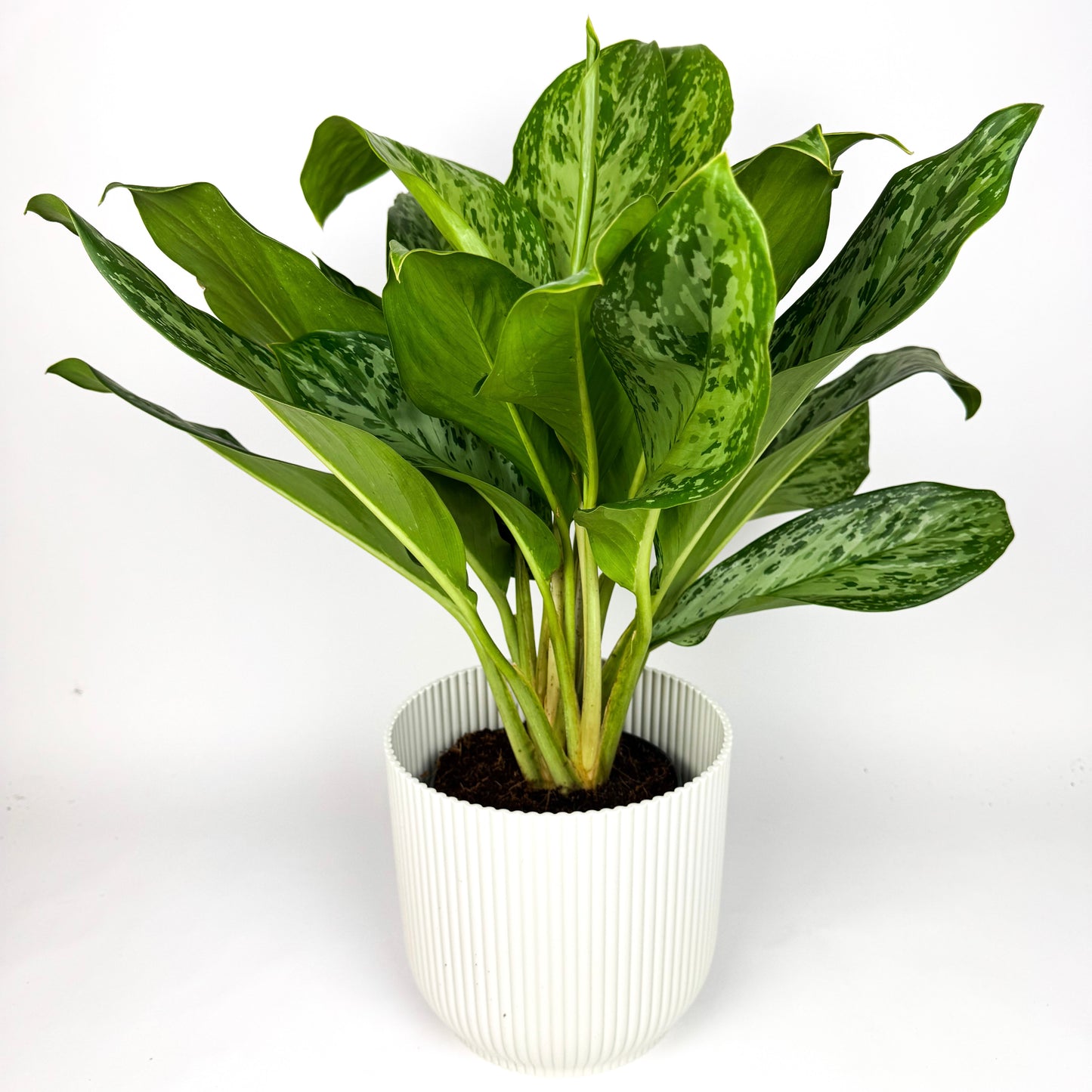 Large Aglaonema Green Light Houseplant