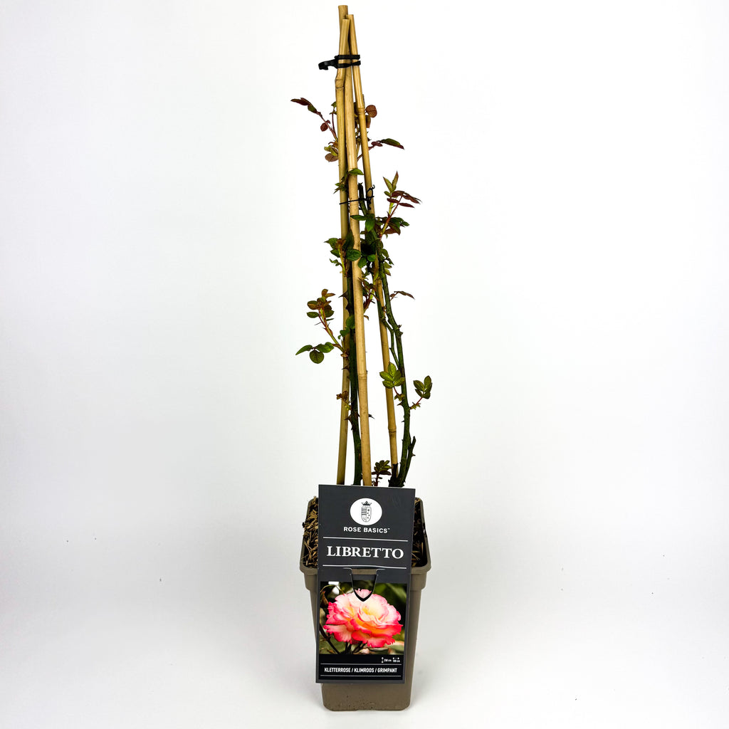 Large Rose climbing Outdoor Plant