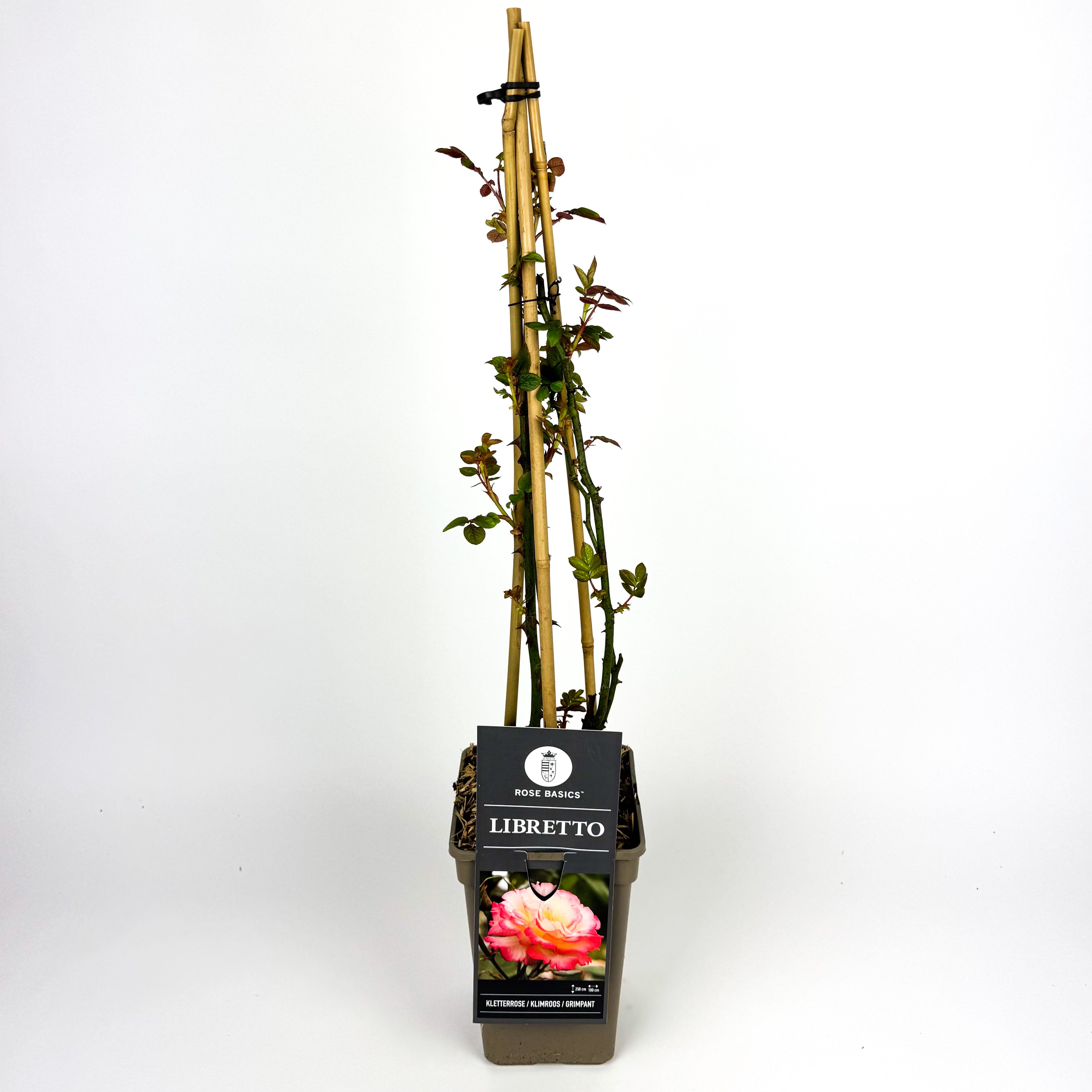 Large Rose climbing Outdoor Plant