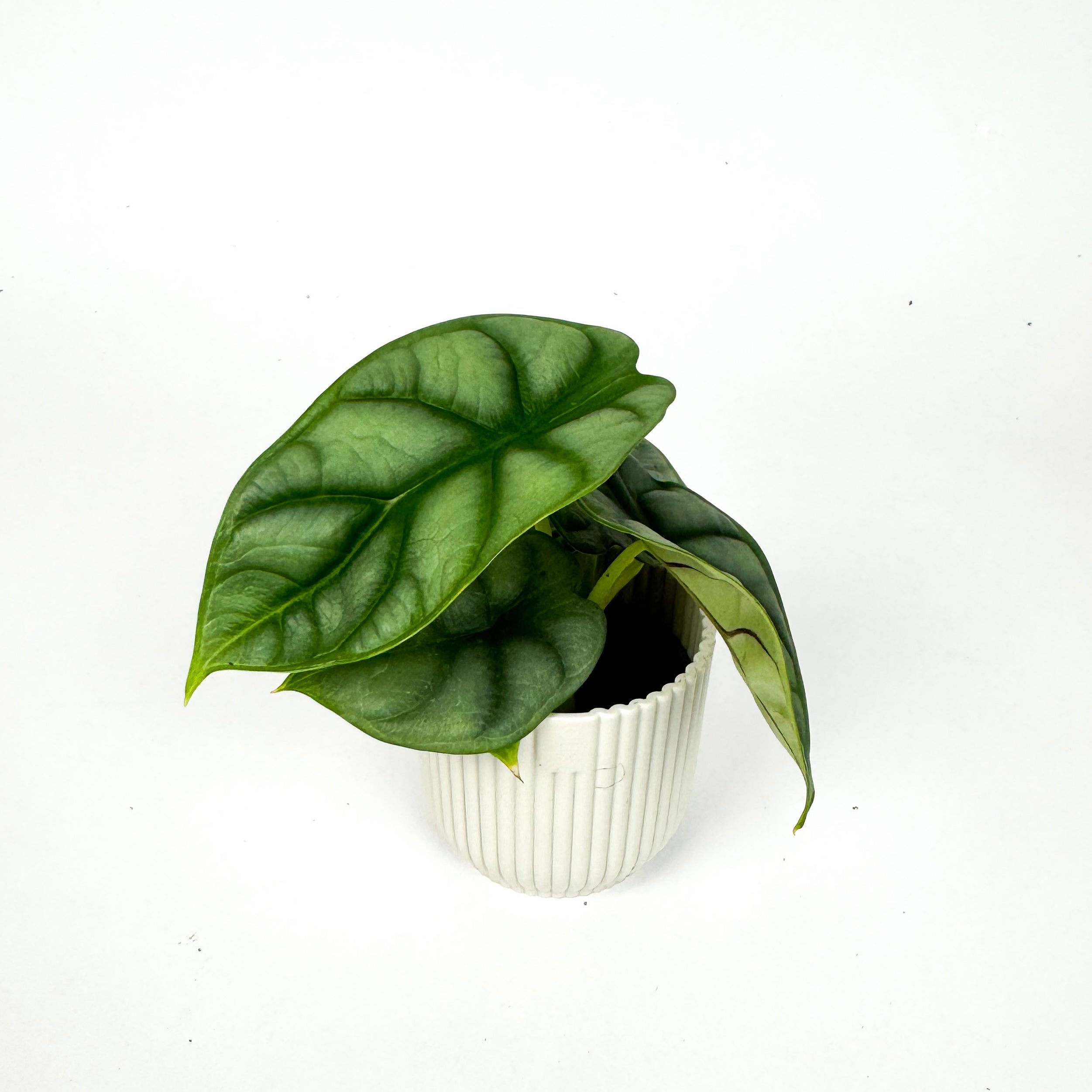 Mini Alocasia Dragonscale Houseplant