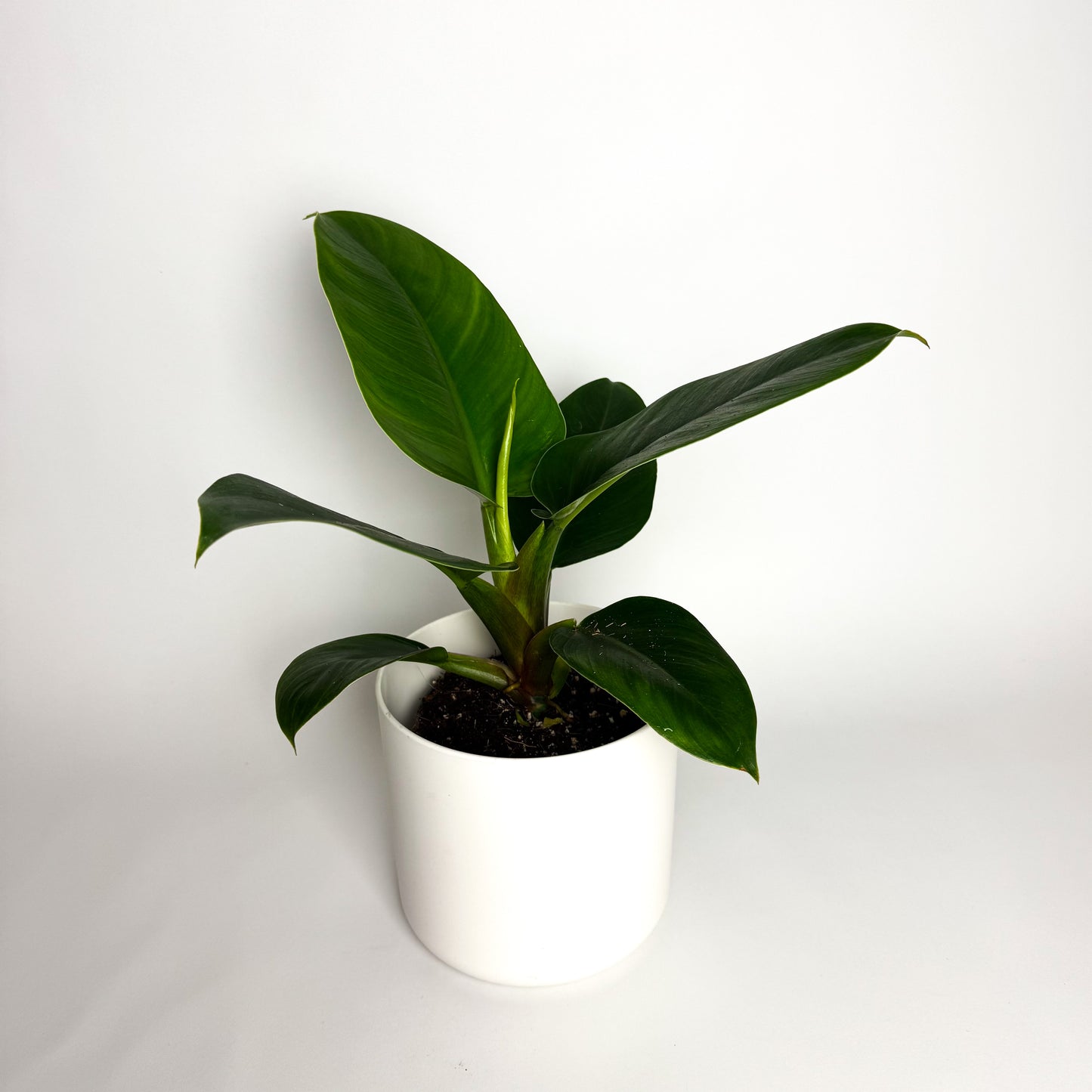 Philodendron Imperial Green Indoor Houseplant