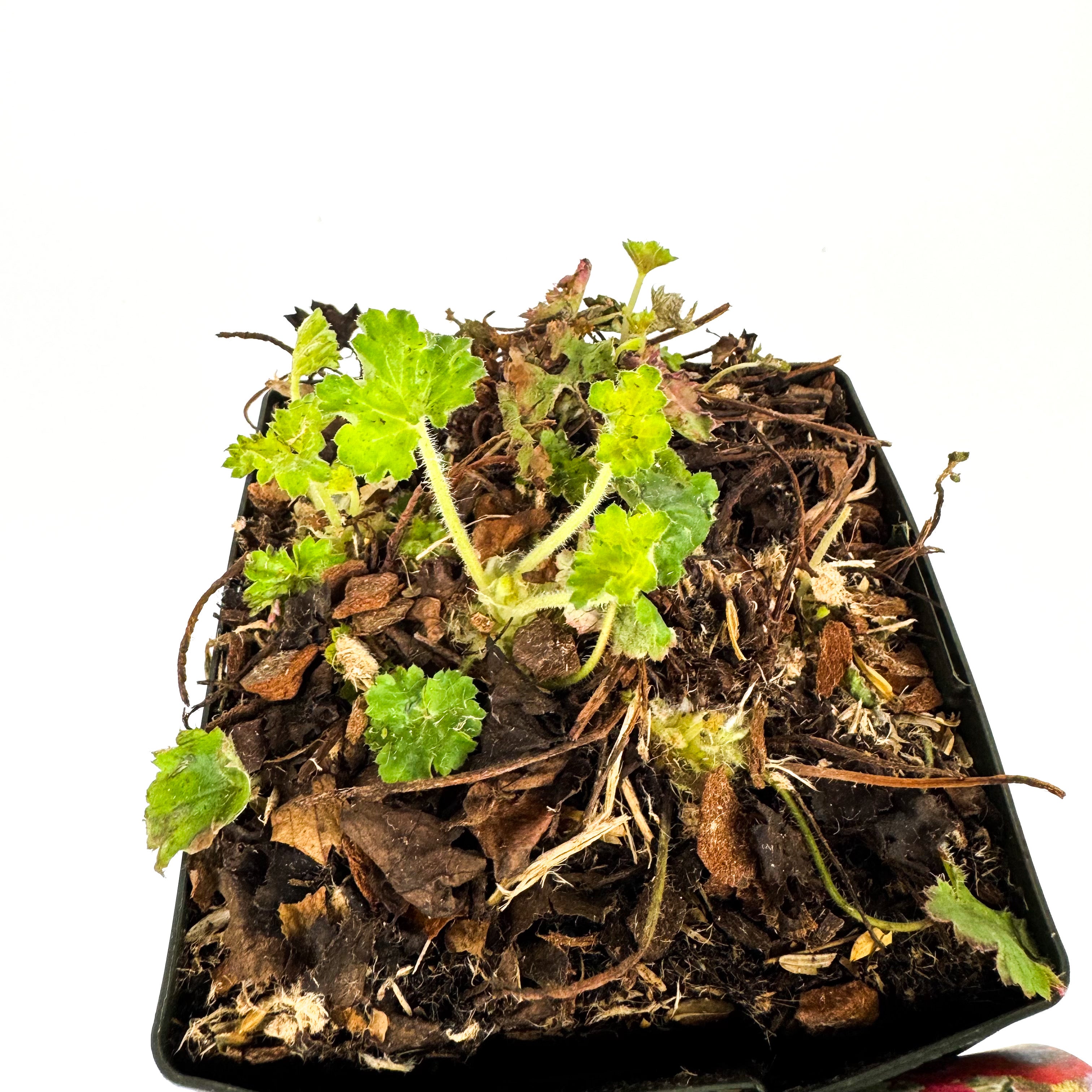 Heuchera Coral Petite Outdoor Plant