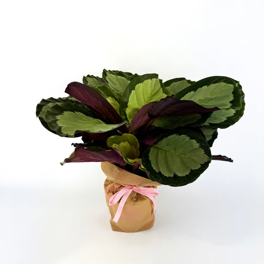 Large Calathea Rosy Houseplant