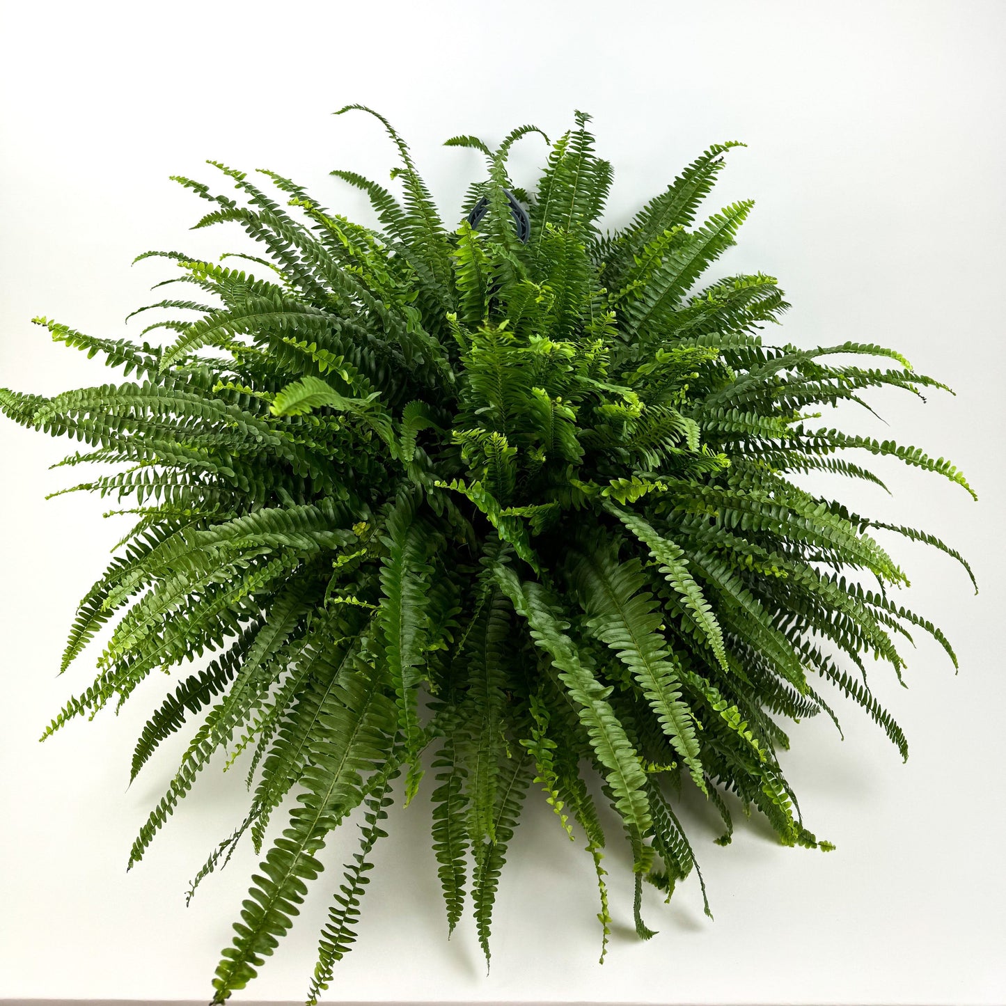 Large Boston Fern Hanging Houseplant