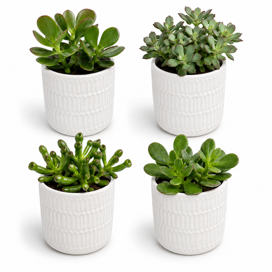 Crassula Mixed Live Choice 12cm Succulent