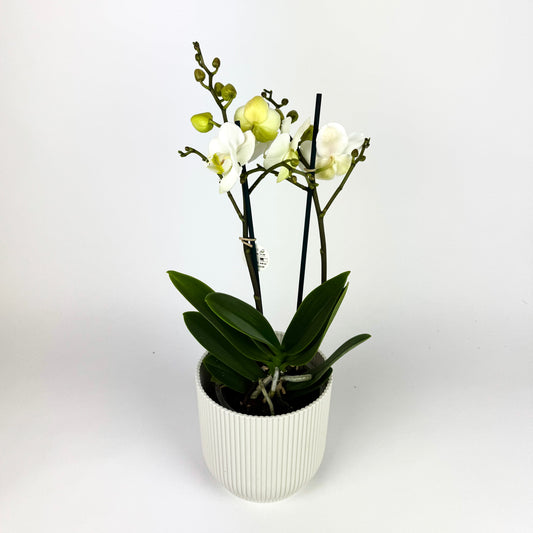 Phalaenopsis Orchid 2 Stem