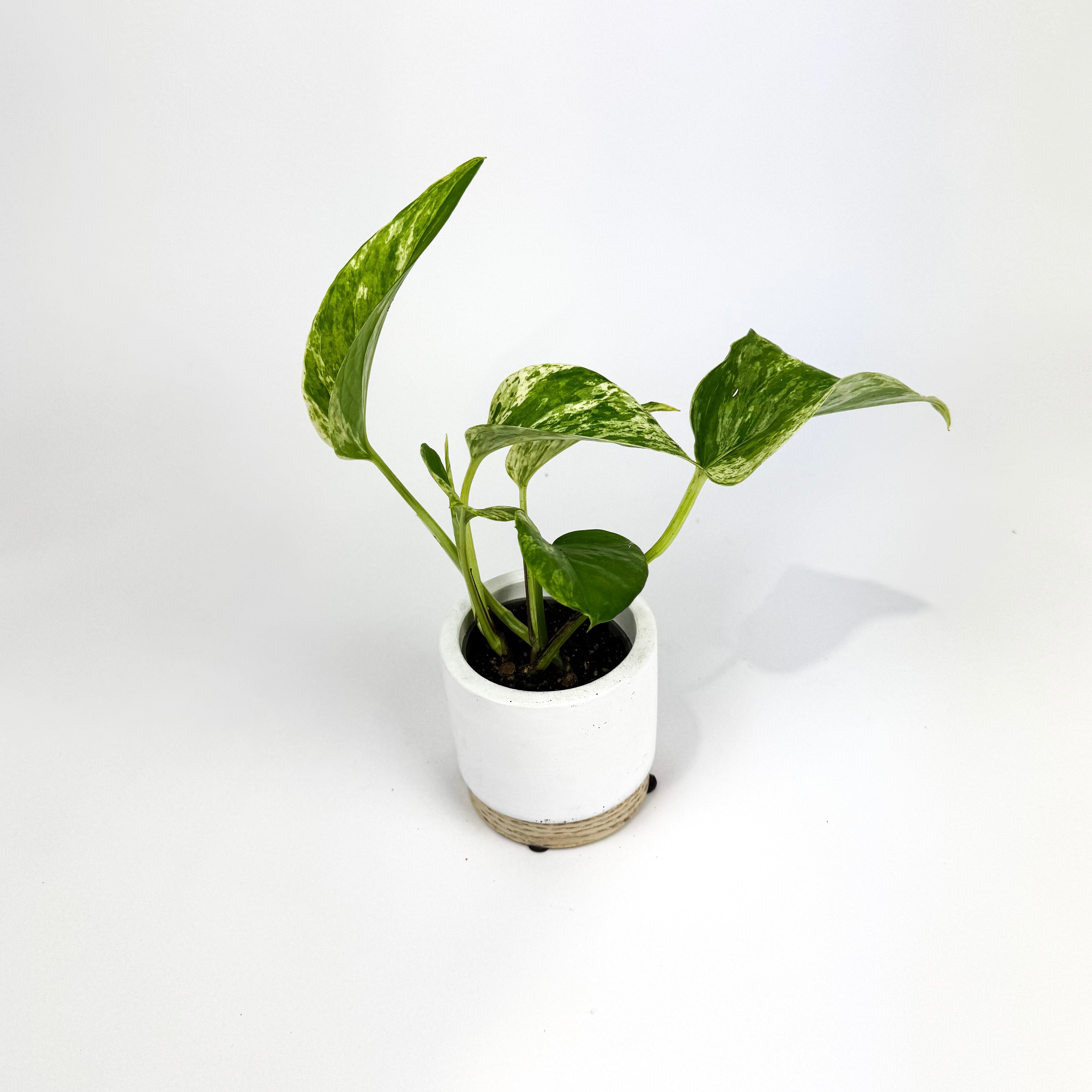 Mini Marble Queen Pothos Houseplant