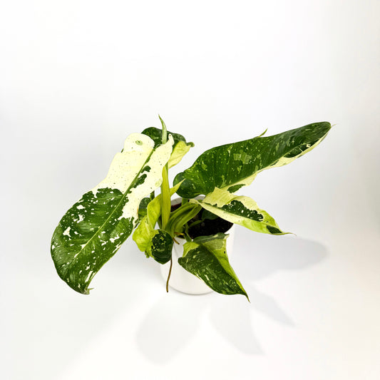 Philodendron Jose Buono Houseplant