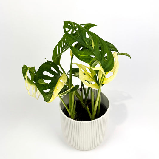 Monstera Oblique Variegated Houseplant