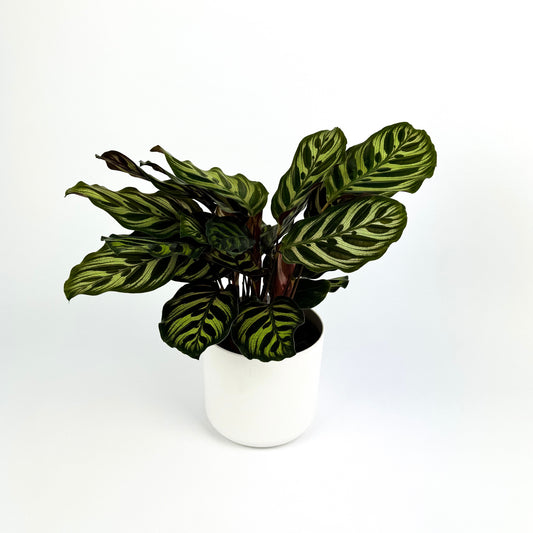 Calathea Makoyana Houseplant