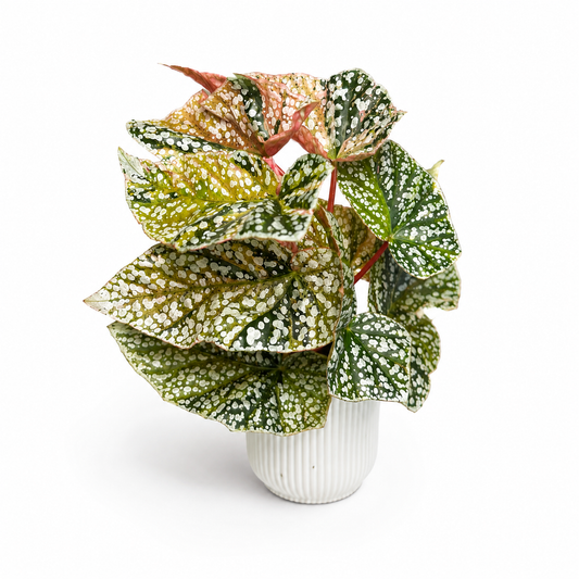 Begonia Snowcap Variegated 7cm Houseplant