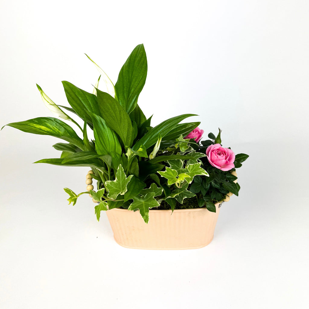 Mother's Day Indoor Planted Tin