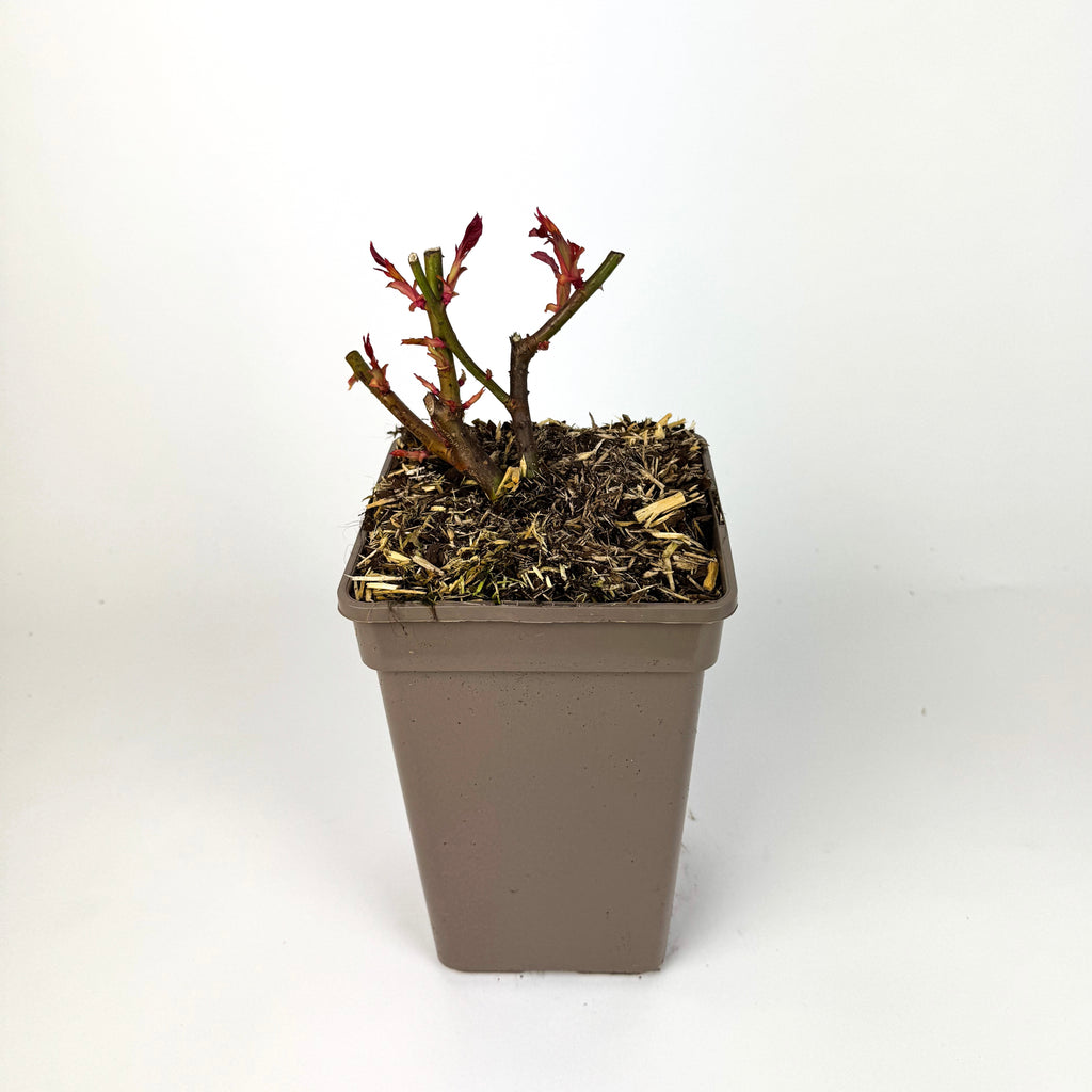 Rose 'Parfum de Nature' Scented Outdoor Rose Bush