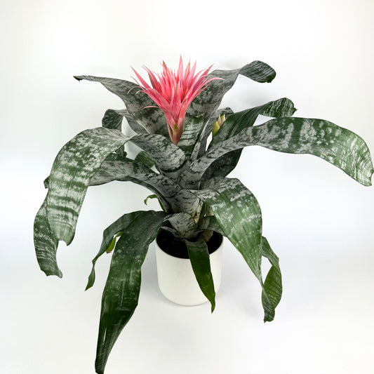 Aechmea fasciata 'Primera' Houseplant