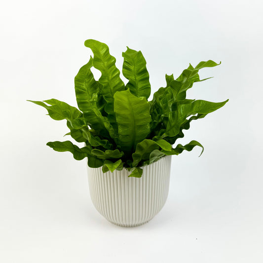 Asplenium crispy wave Houseplant