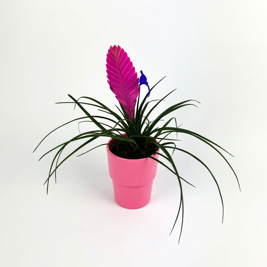 Tillandsia Cancun Pink Houseplant