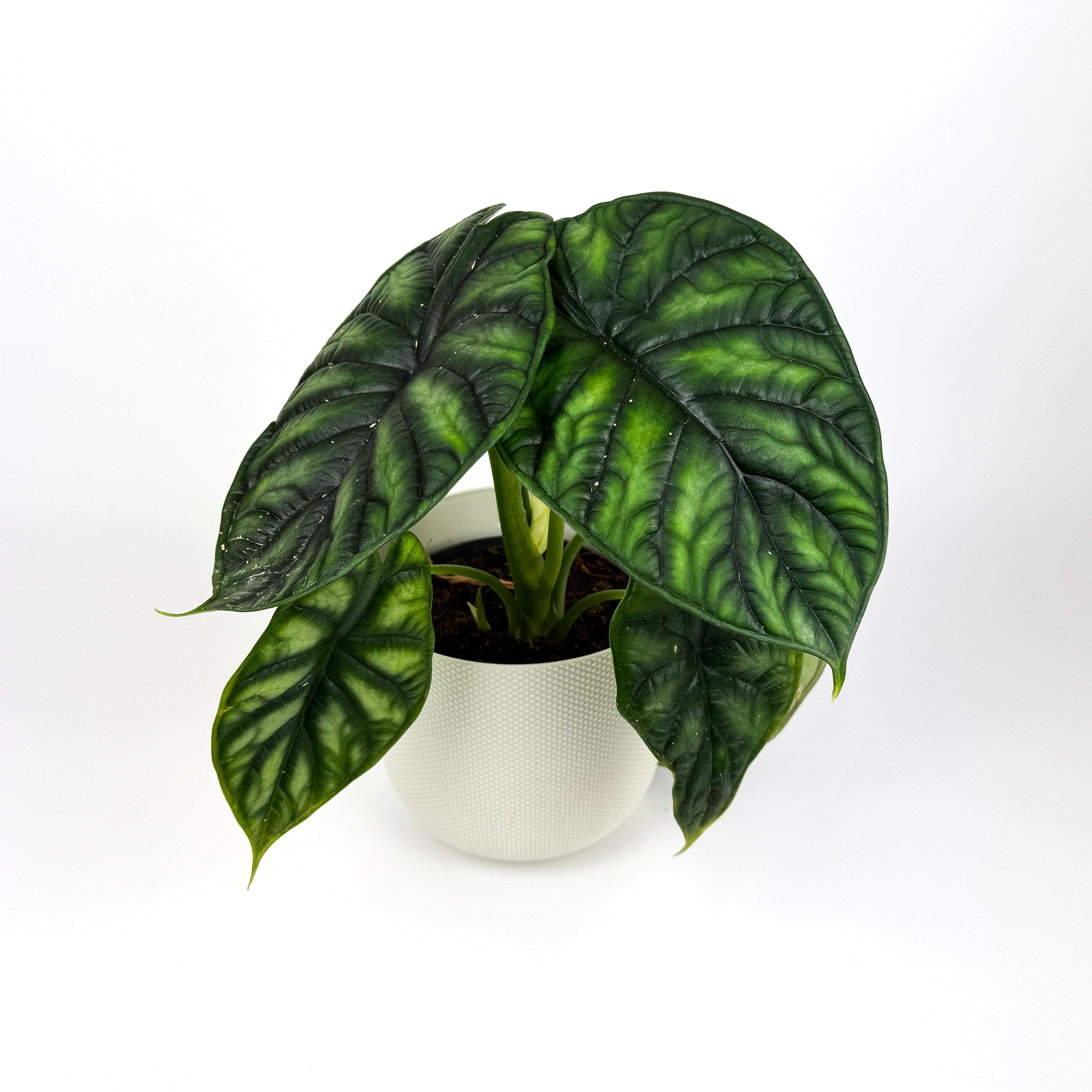 Alocasia Dragonscale Houseplant
