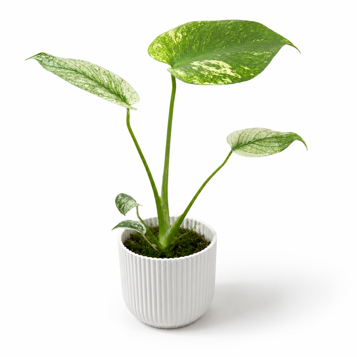Mini Monstera Deliciosa Mint 8cm Houseplant