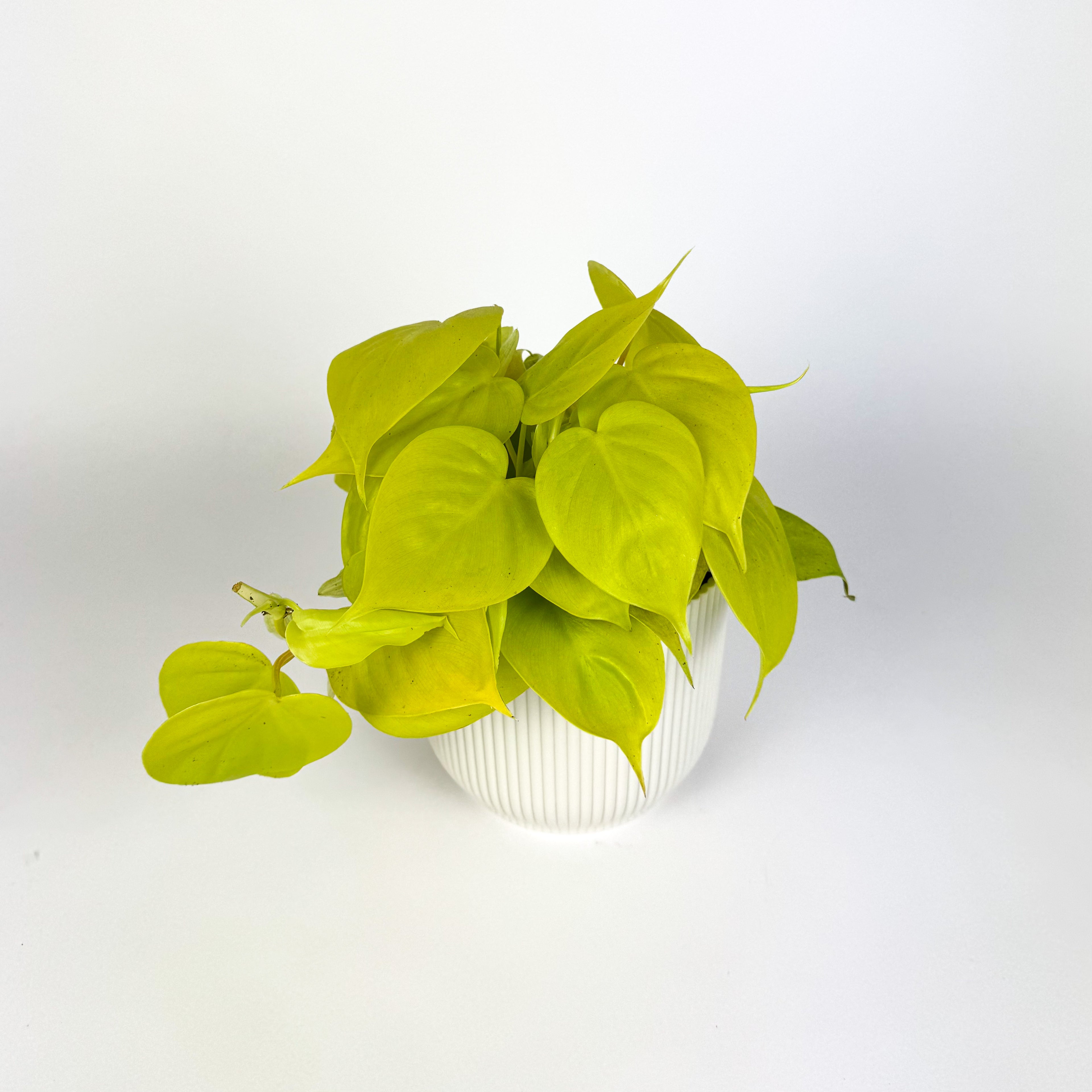 Philodendron Micans Lime Houseplant