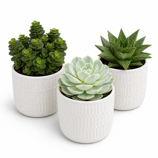 Succulent trio 6cm