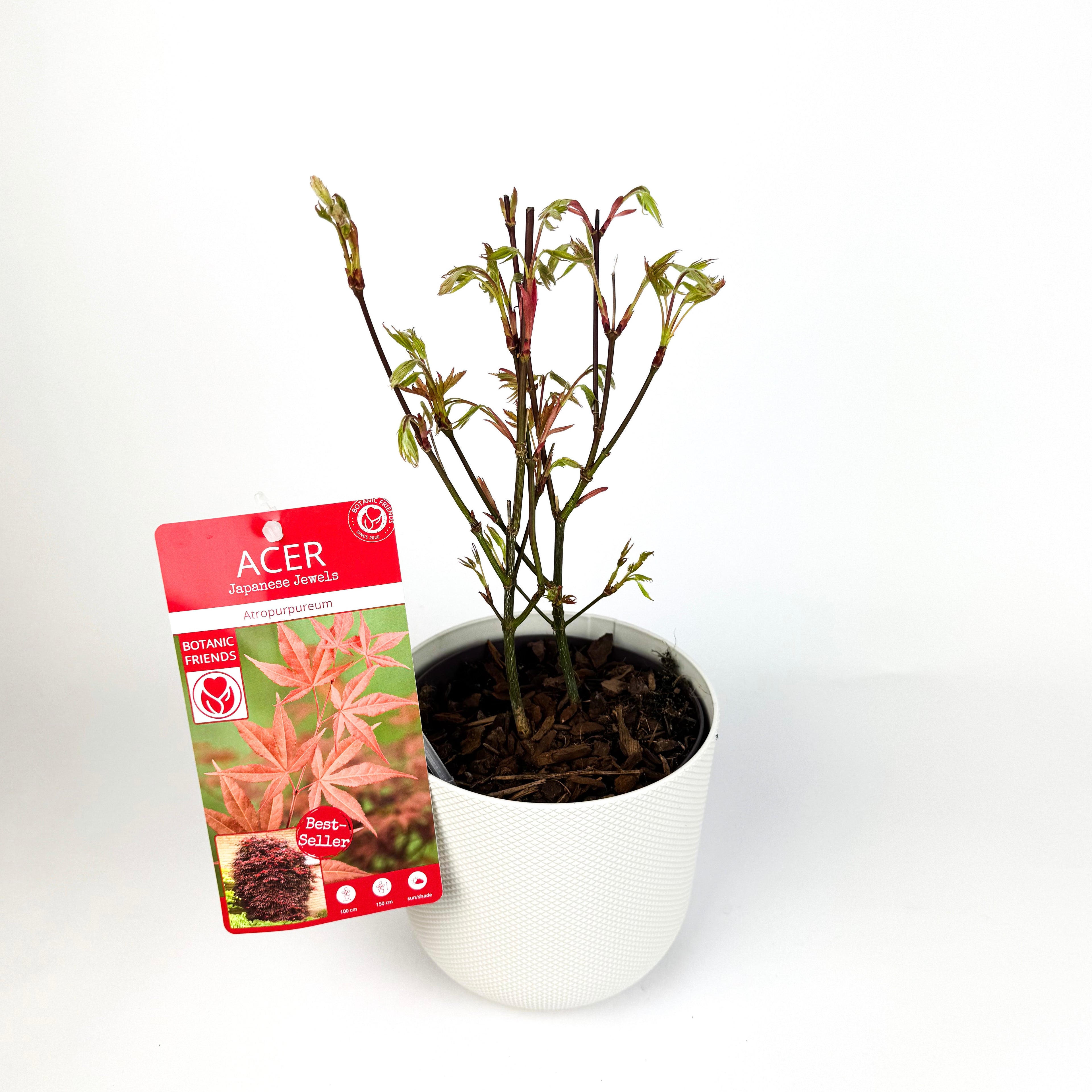 Acer Japanese Maple Trees Outdoor Plants