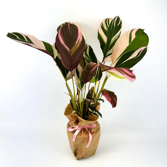 Large Calathea Princess Dalya Houseplant