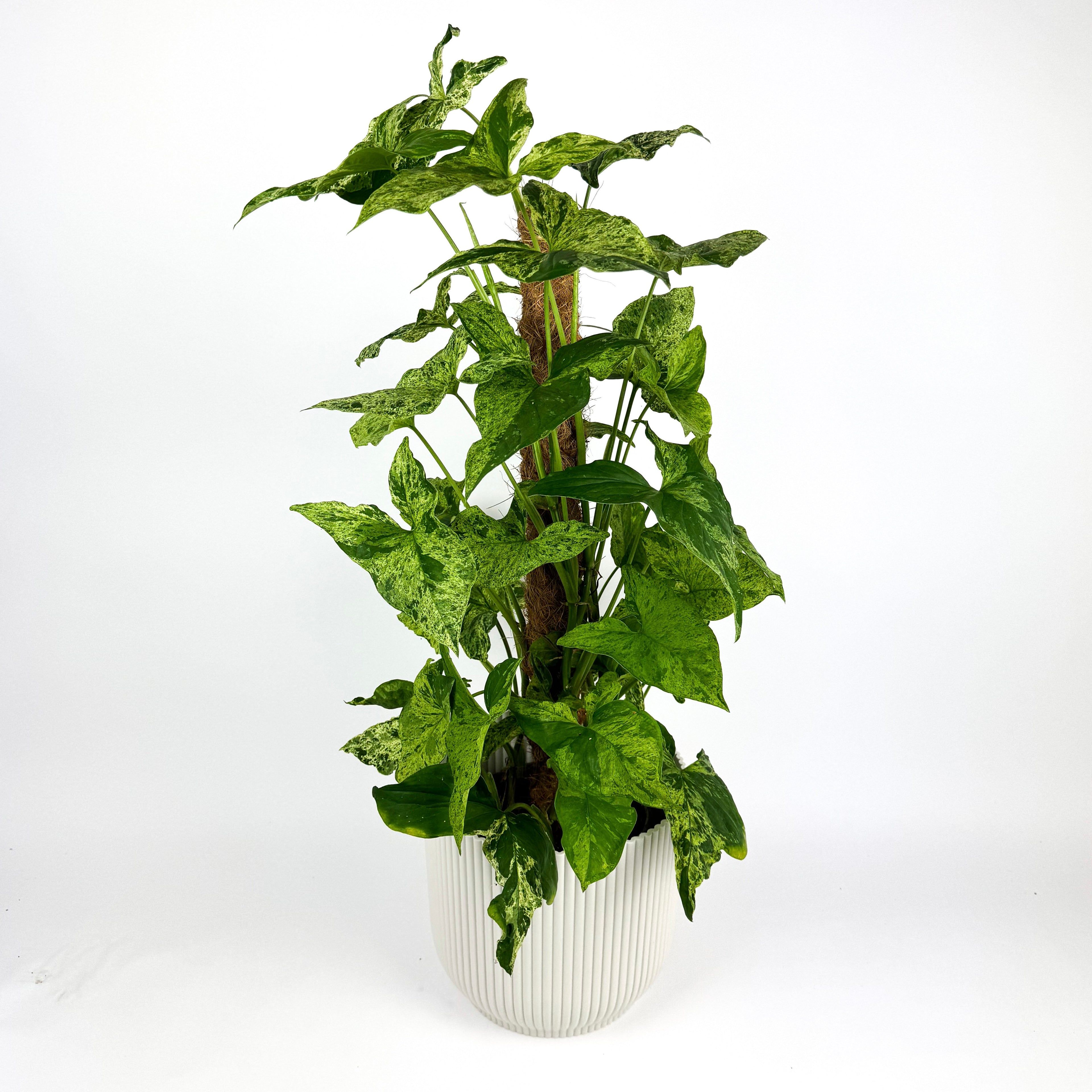 Large Syngonium Mottled Houseplant
