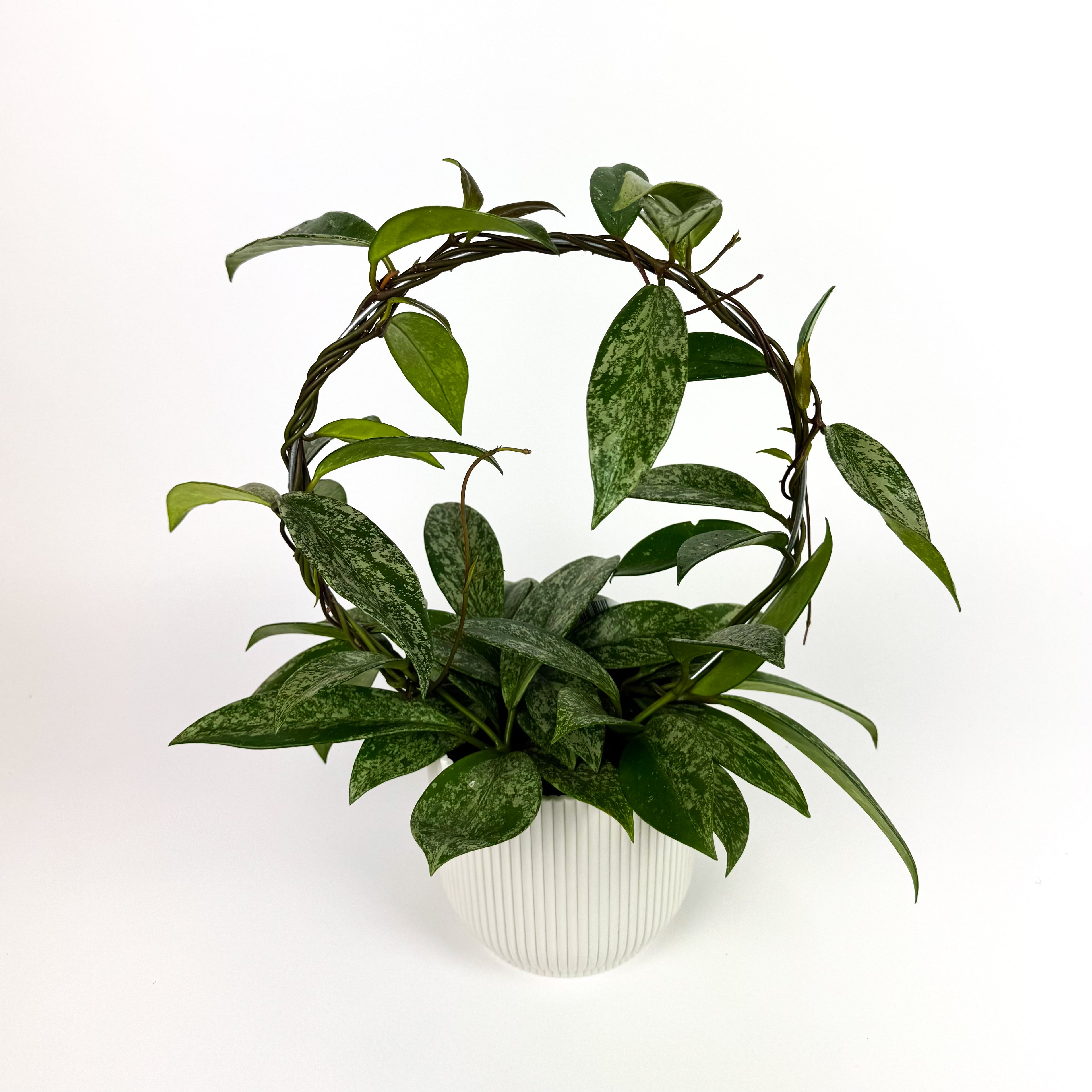 Hoya Silver Spot Hoop Houseplant