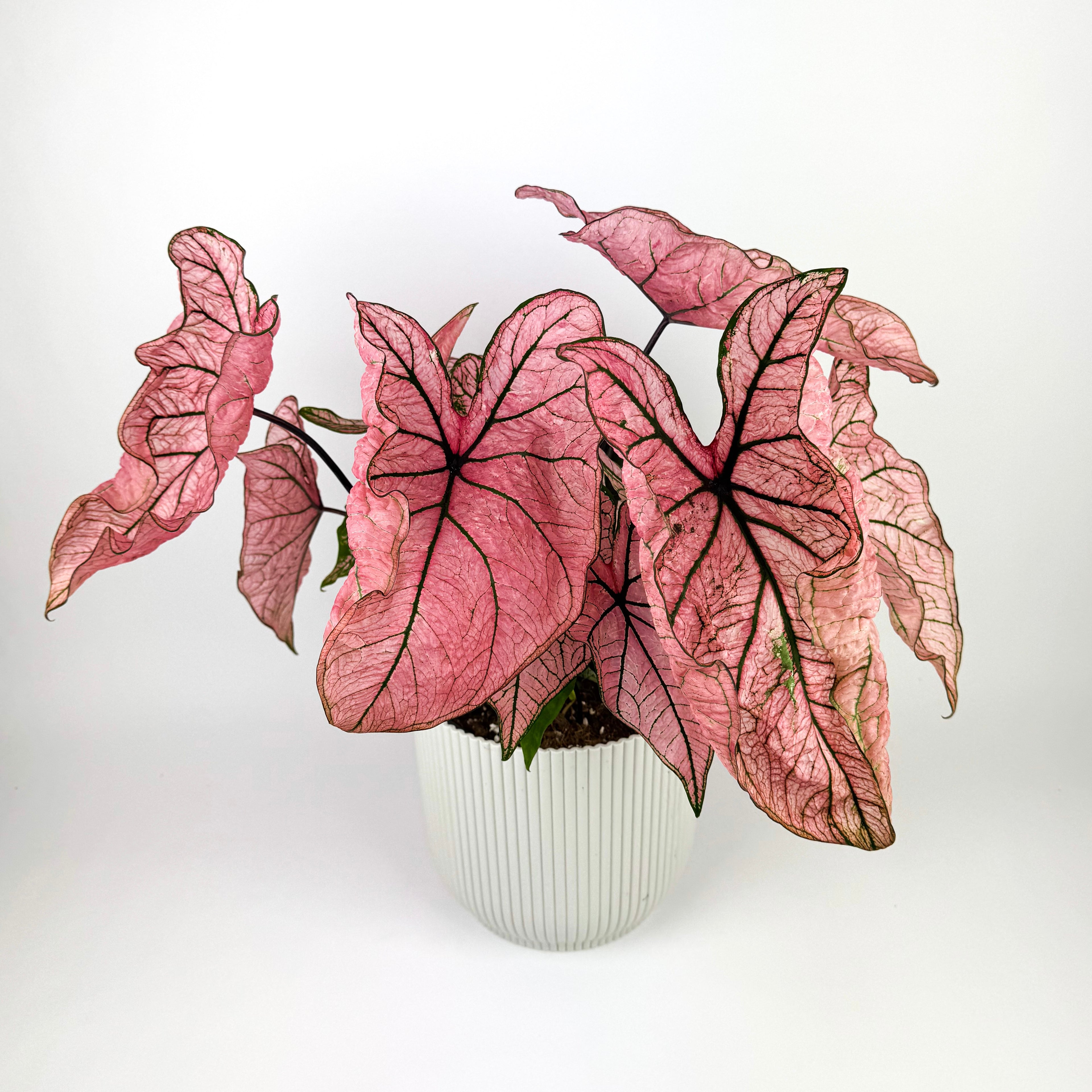 Caladium Spring Fling Houseplant