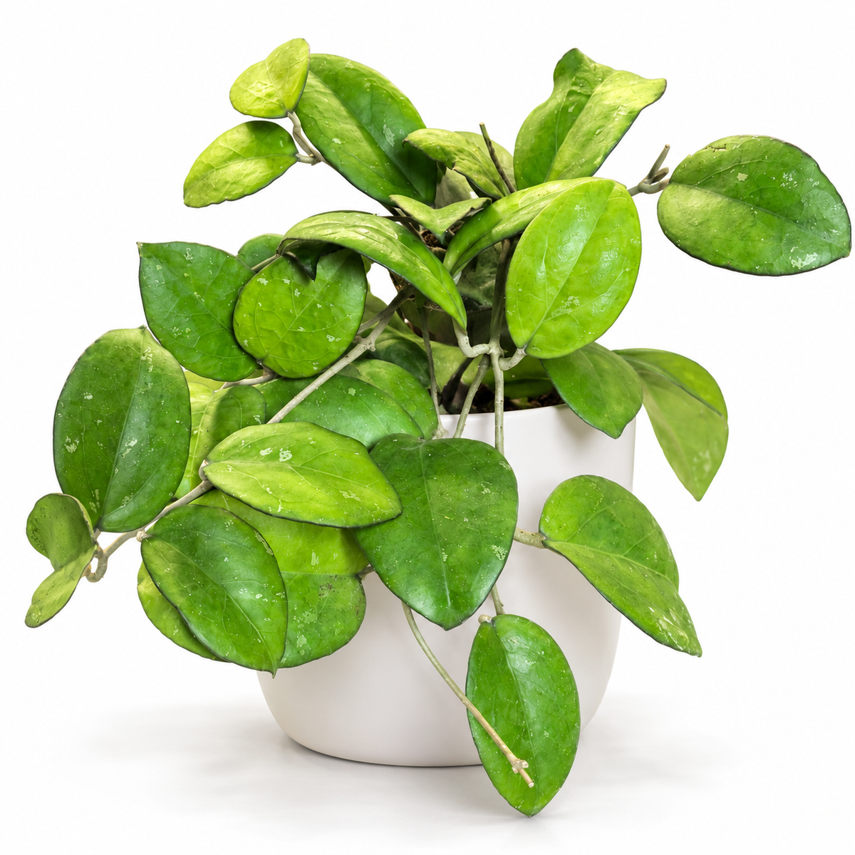 Hoya Joy 12cm Houseplant