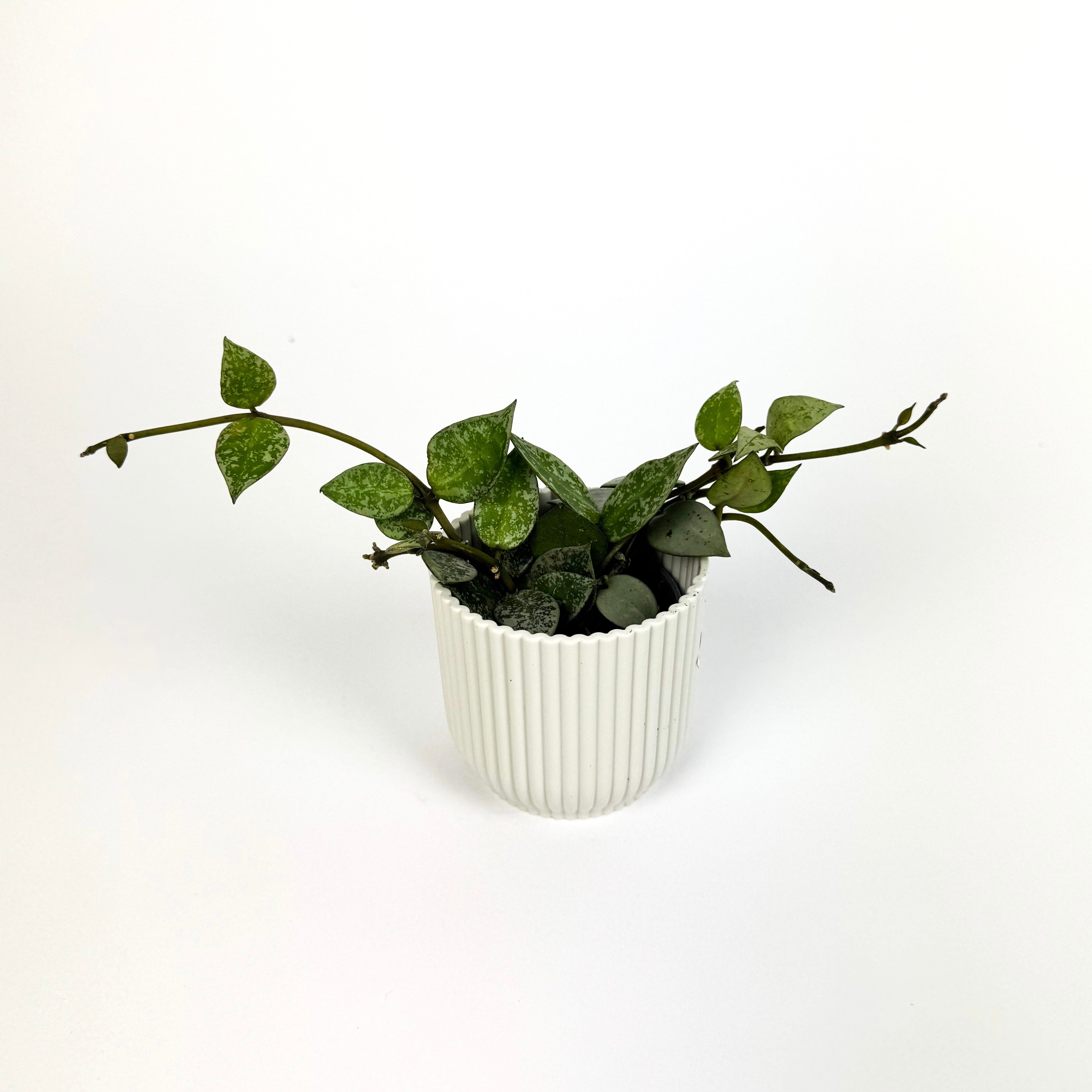 Mini Hoya Krohiana Eskimo Houseplant