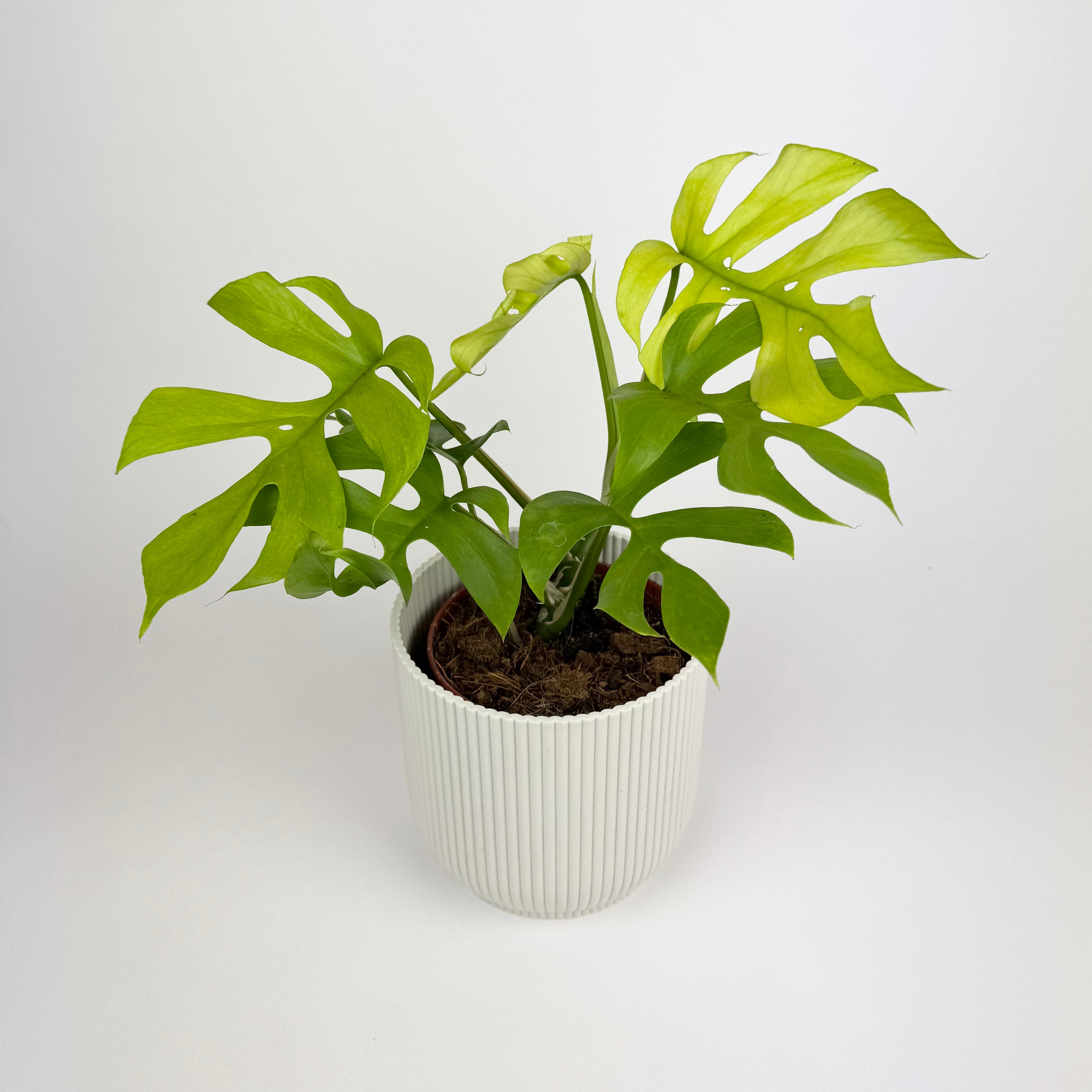Rhaphidophora Tetrasperma Gold 12cm Houseplant