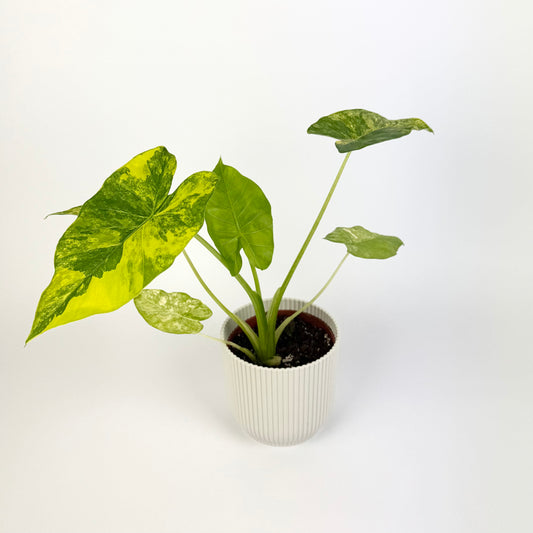 Alocasia Gageana Aurea 10.5cm Houseplant