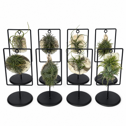 Tillandsia Frame Live Choice Houseplant