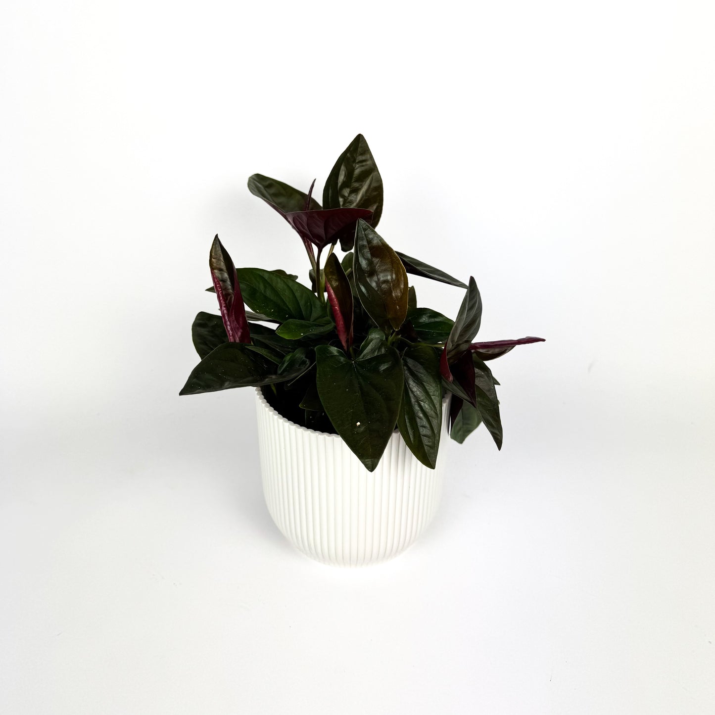 Syngonium Red Arrow Houseplant