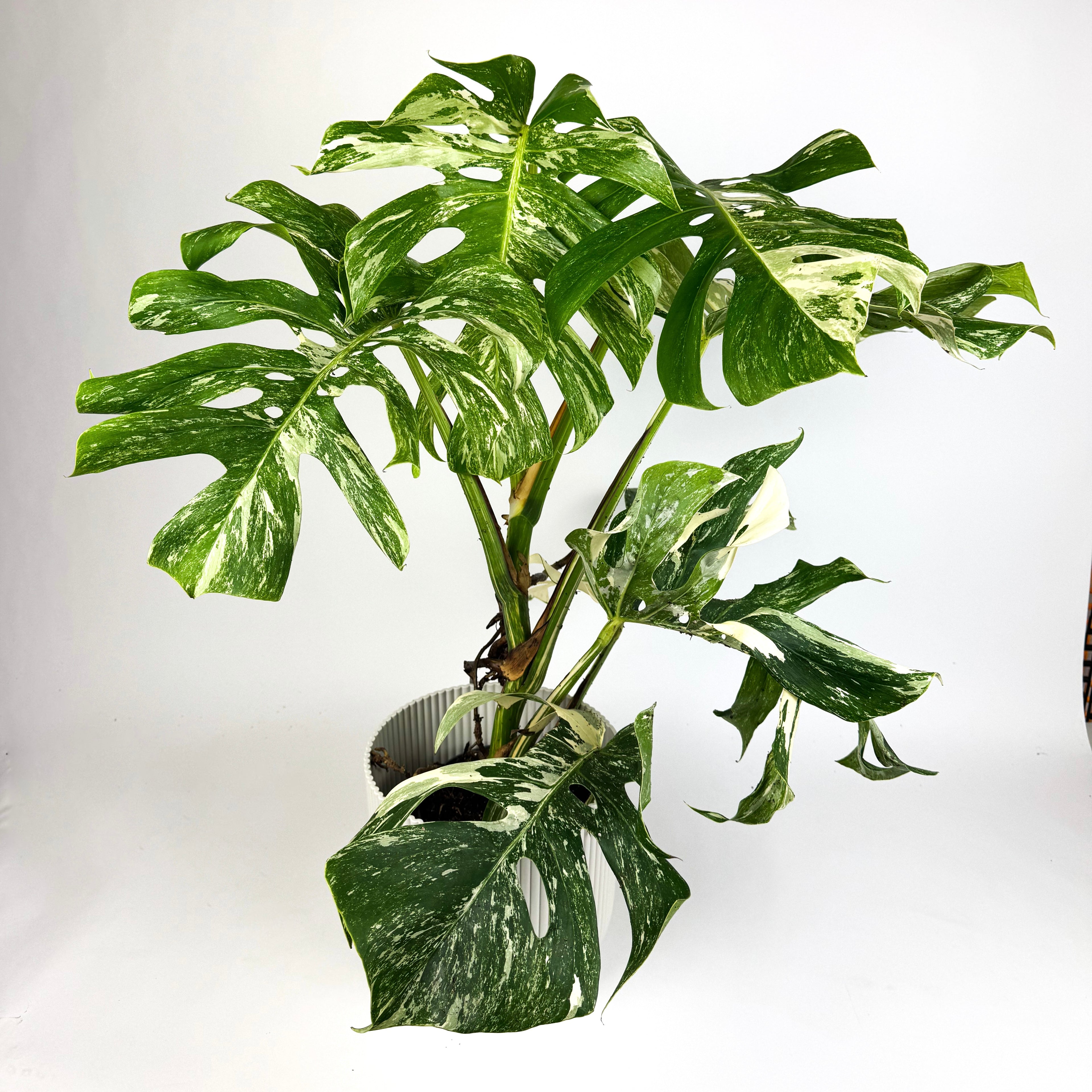 Large Monstera Albo Houseplant