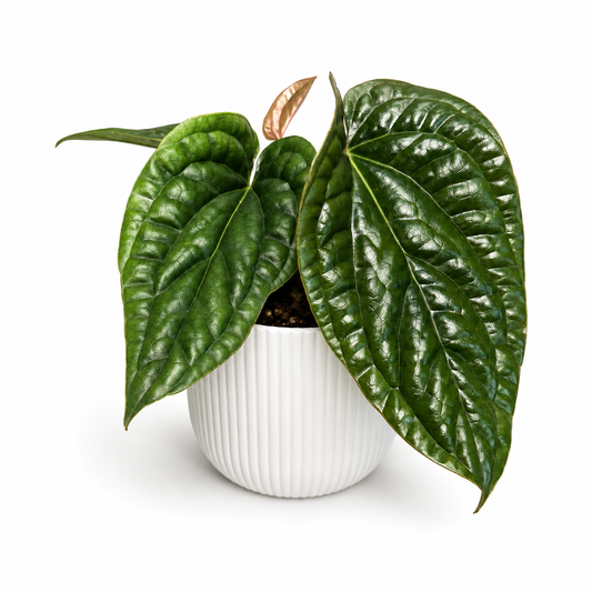 Anthurium Luxurians X Radicans 12cm Pot Size Houseplant