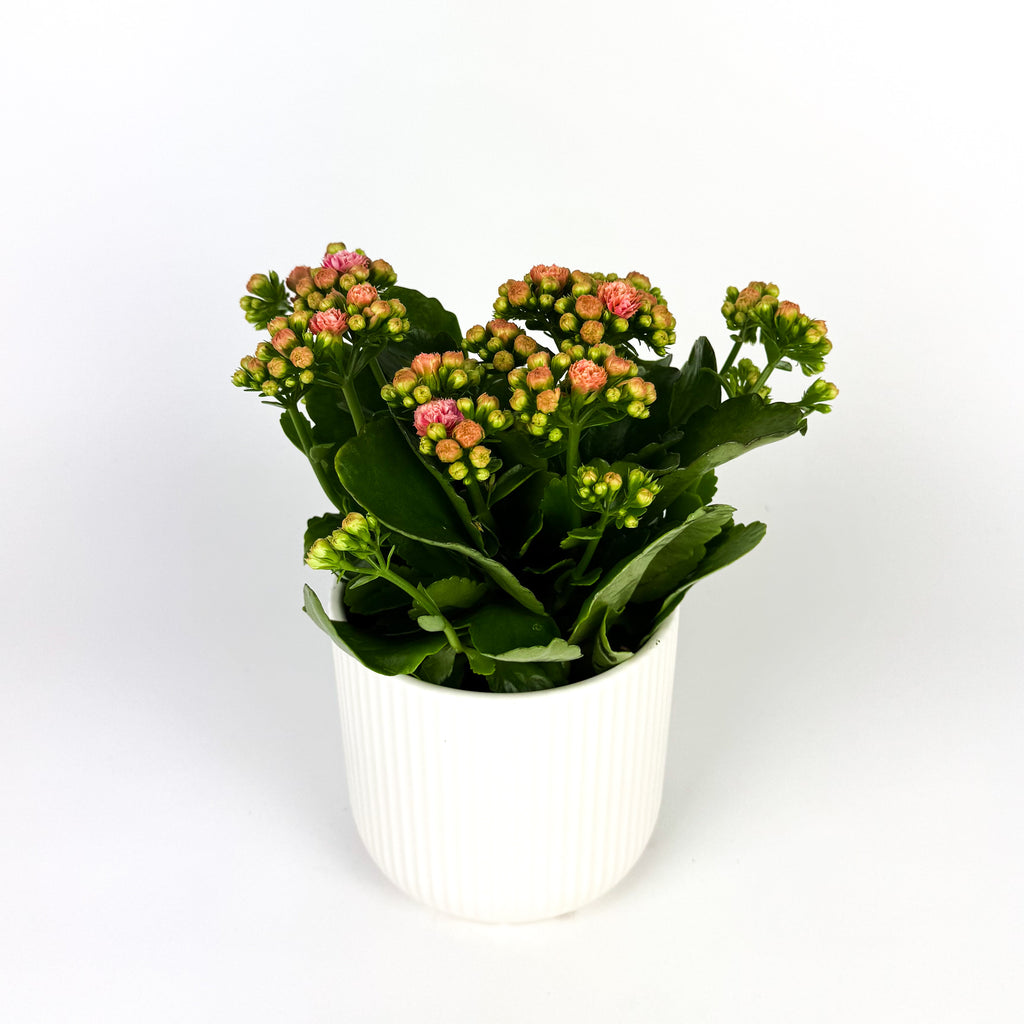 Kalanchoe in Ceramic Pot Houseplant