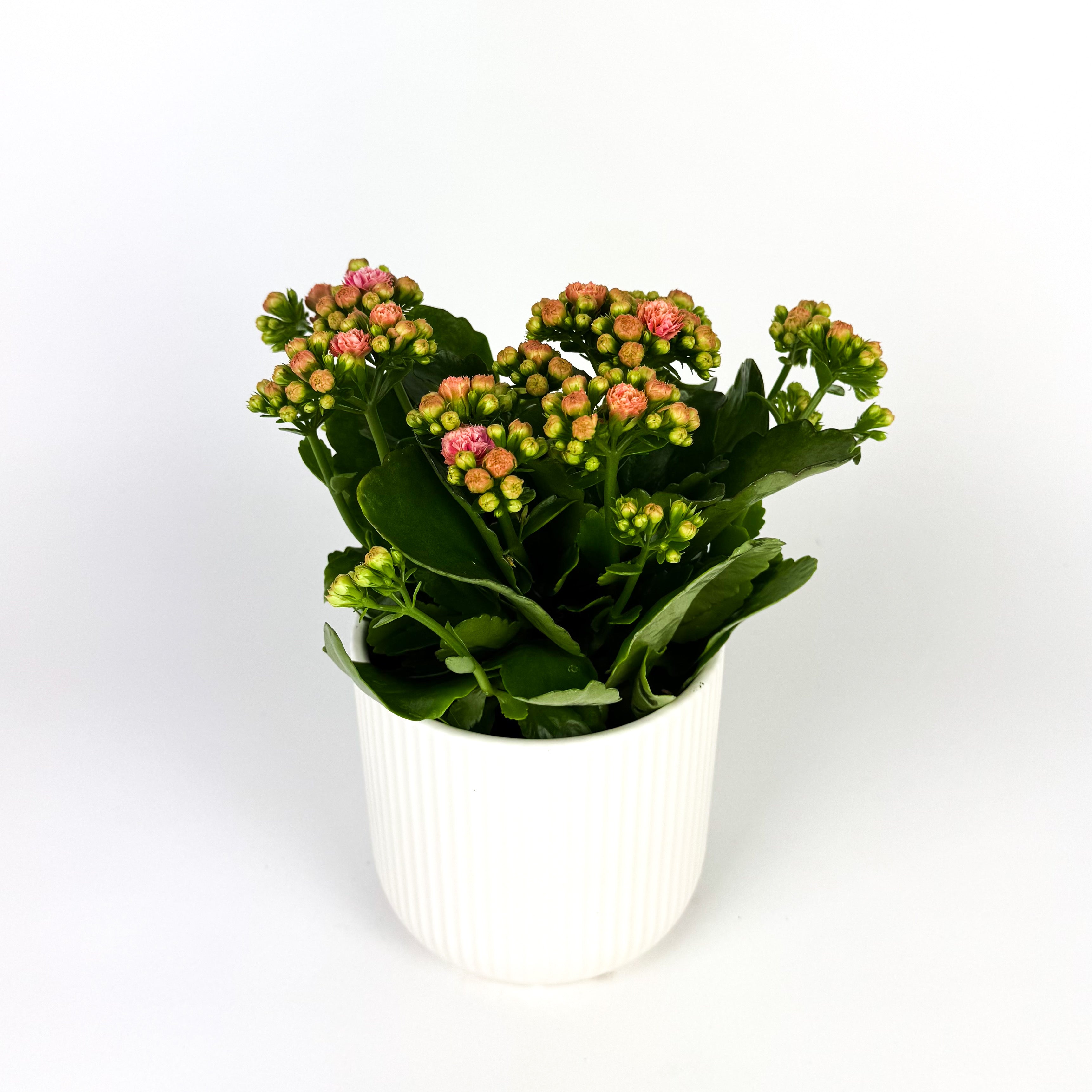 Kalanchoe in Ceramic Pot Houseplant