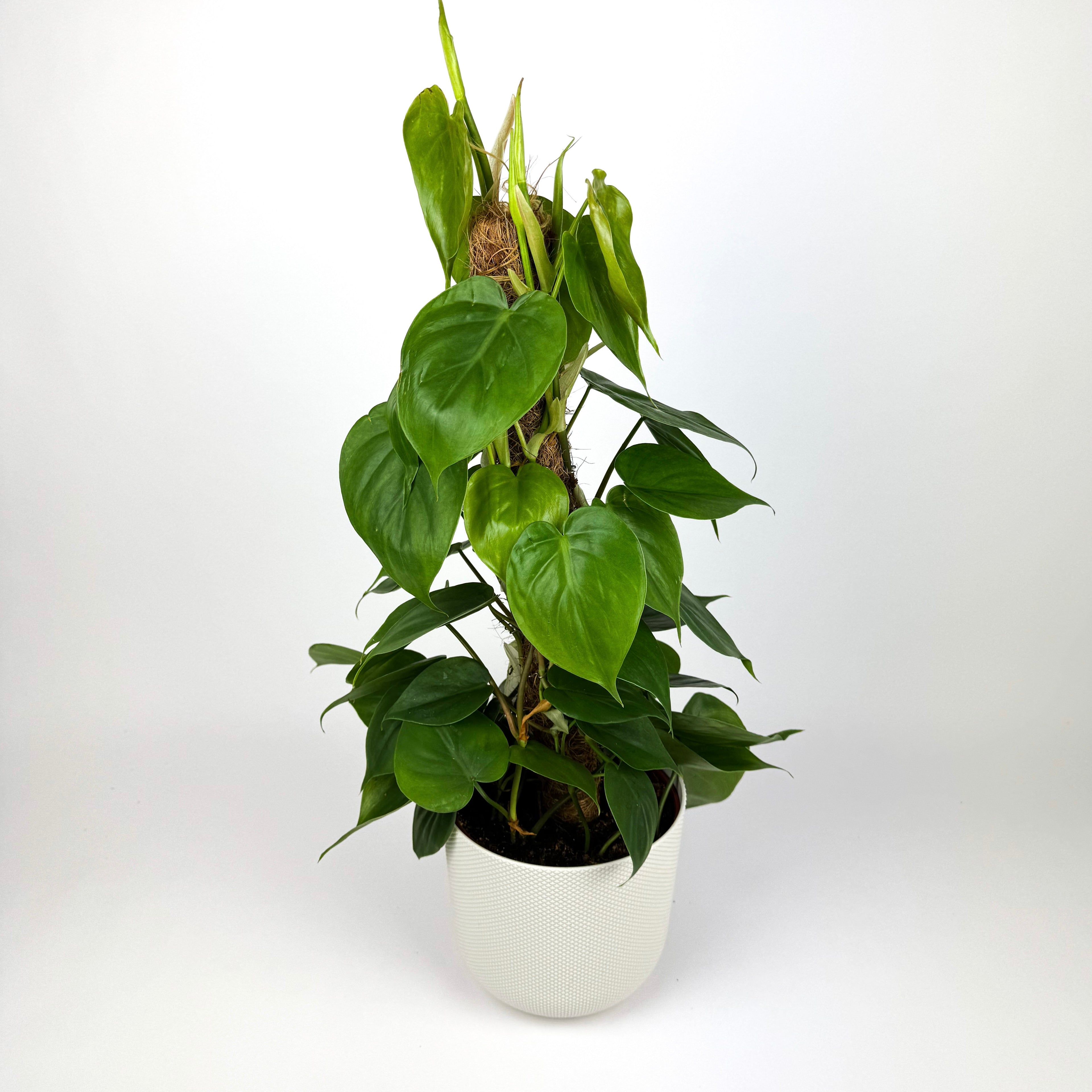 Philodendron Scandens Mosspole Houseplant