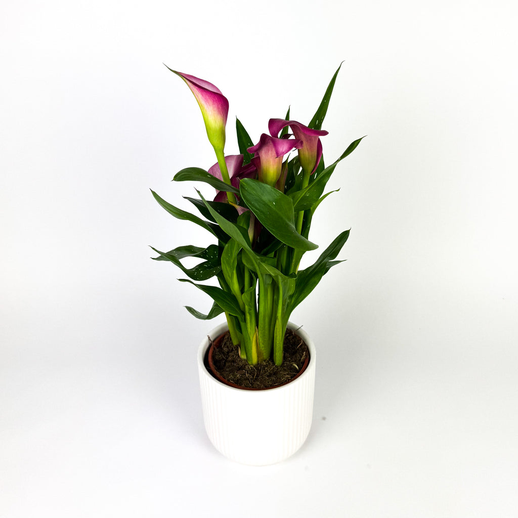 Calla Lily With Ceramic Houseplant