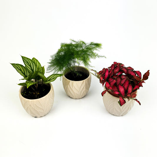 Cerise Terrarium Friendly Mini Bundle Asparagus, Calathea, Fittonia