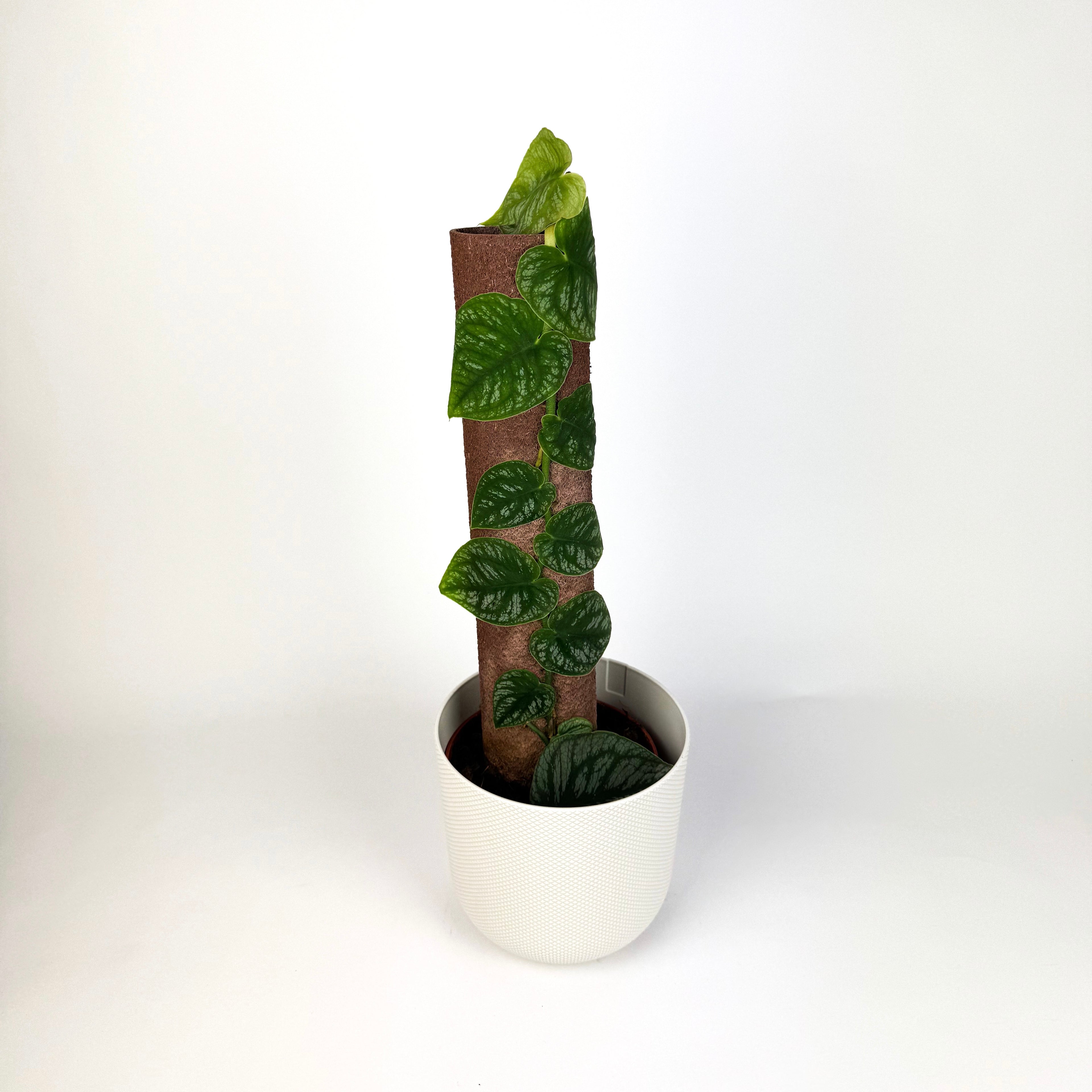 Monstera Dubia Houseplant