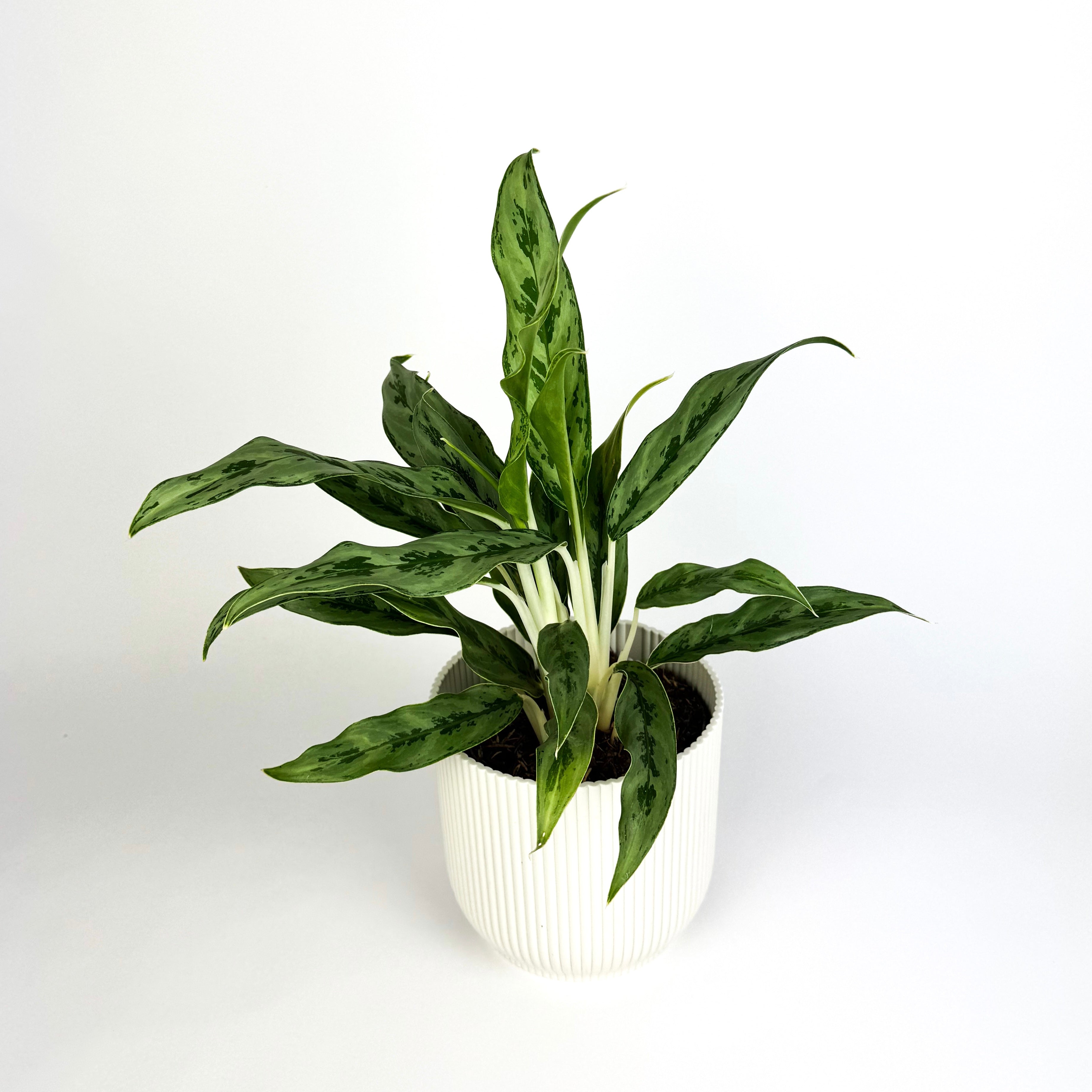 Aglaonema Greyhound 12cm Houseplant