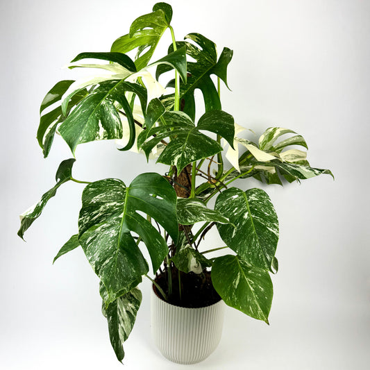 Monstera deliciosa variegata Moss Pole 21cm