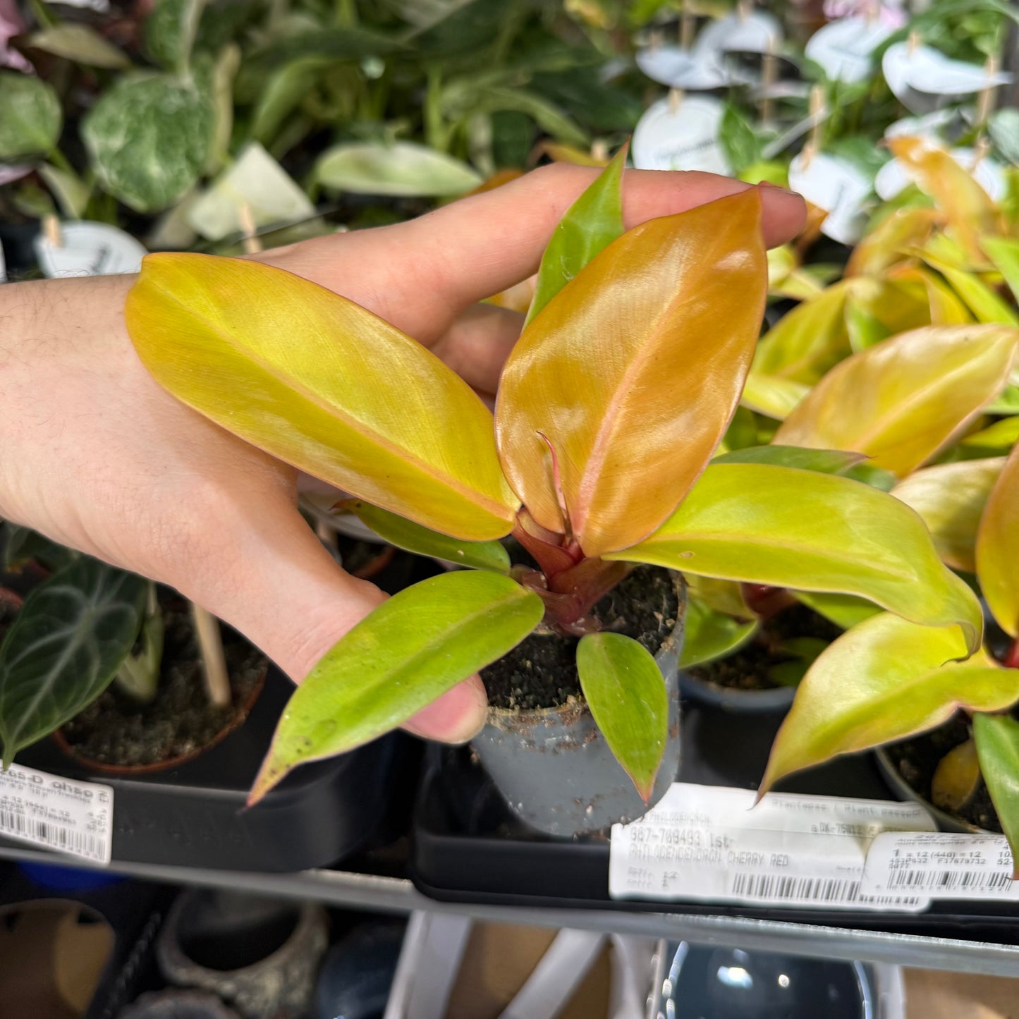 Mini Plants Bundle