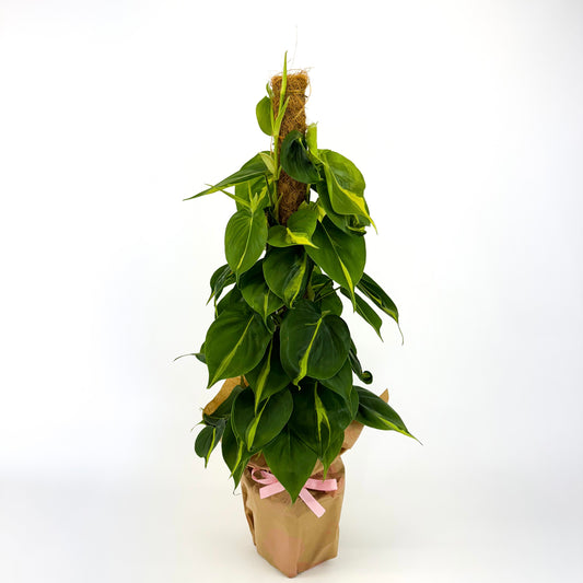 Large Philodendron Brazil Moss Pole Houseplant