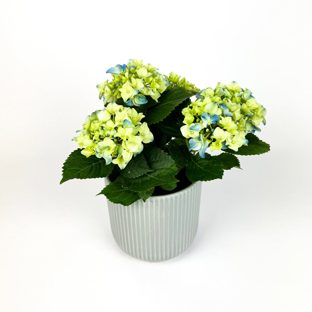 Mother's Day Hydrangea And Ceramic Pot Houseplant