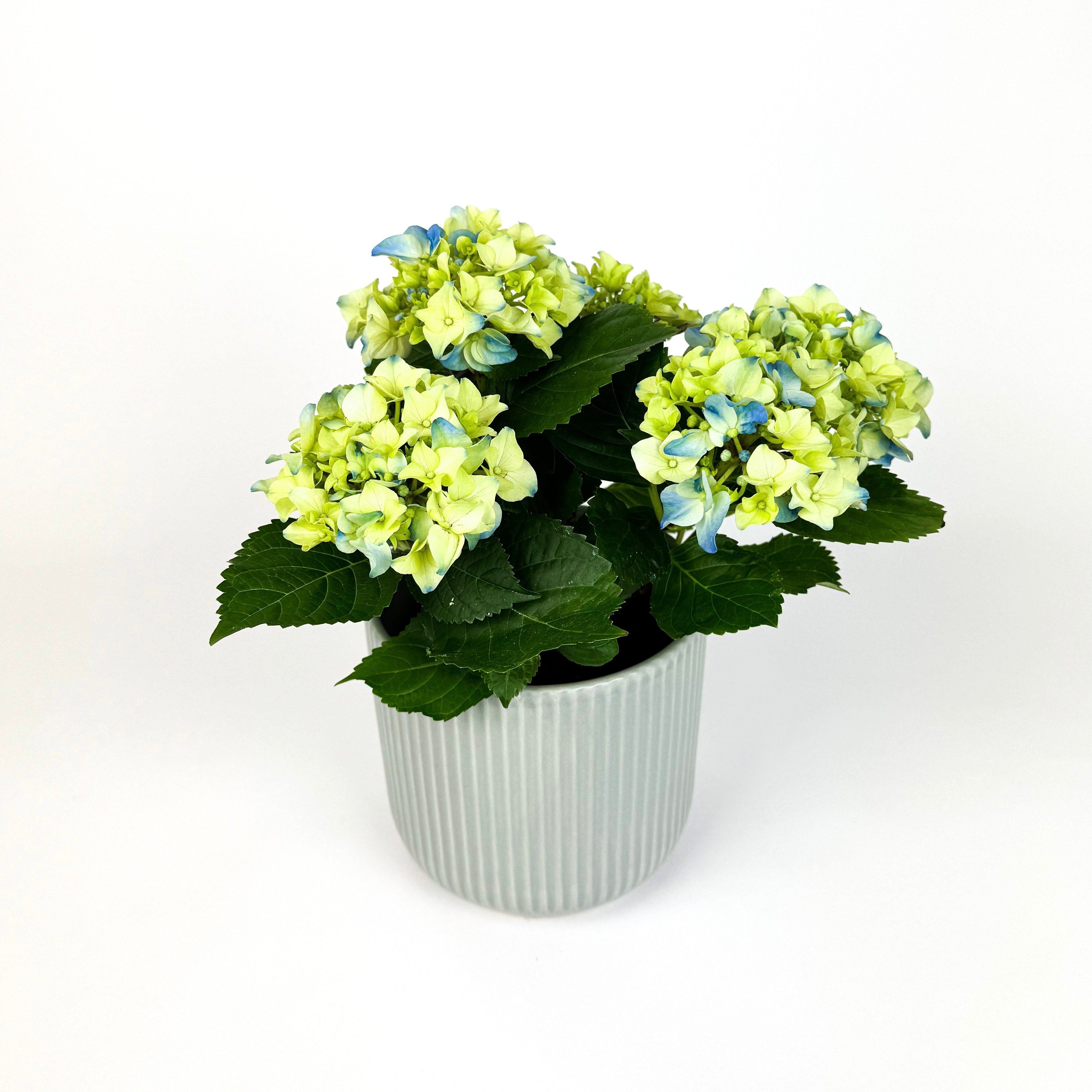 Mother's Day Hydrangea And Ceramic Pot Houseplant