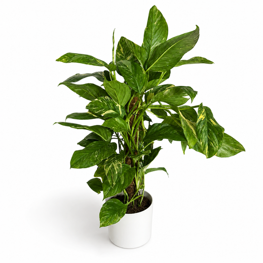 Monstera Lechleriana 17cm Pot Size Houseplant